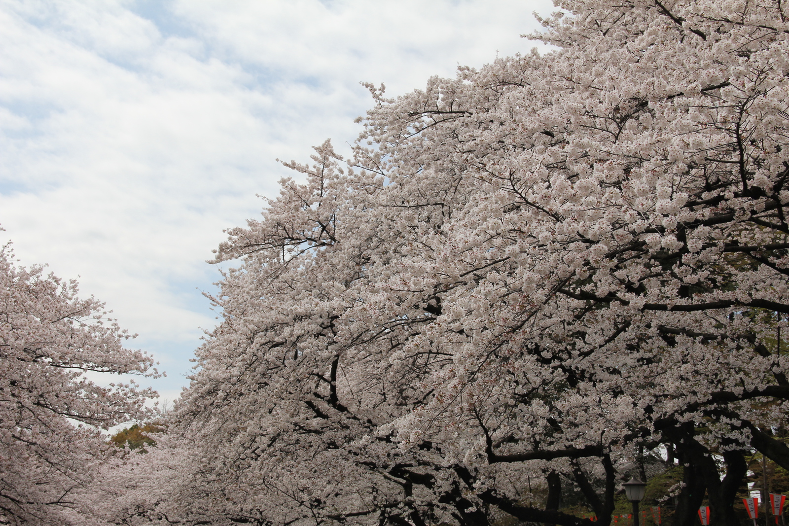 Cherry Blossoms in Ueno Park